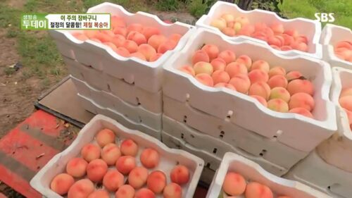 생방송투데이 살맛나는오늘 제철 청도 복숭아