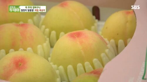 생방송투데이 살맛나는오늘 제철 청도 복숭아