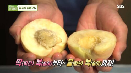 생방송투데이 살맛나는오늘 제철 청도 복숭아
