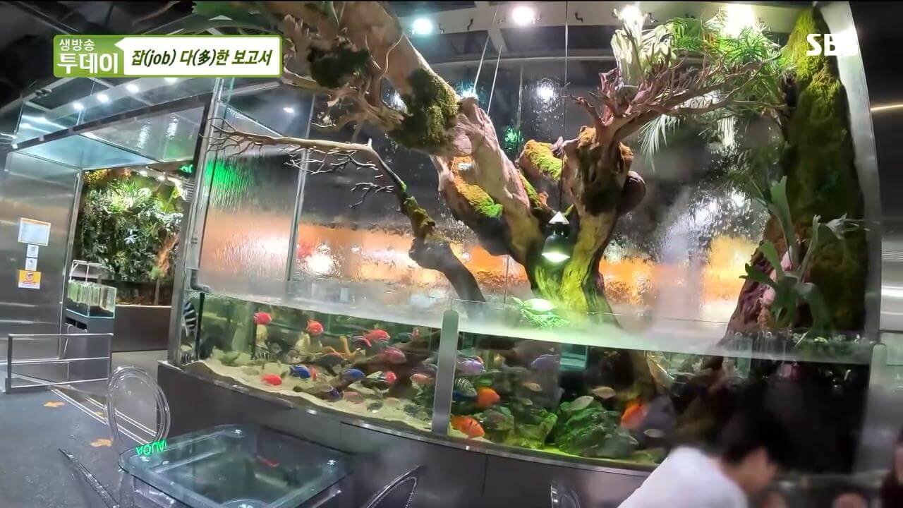 생방송투데이 잡다한 보고서 수조조경전문가