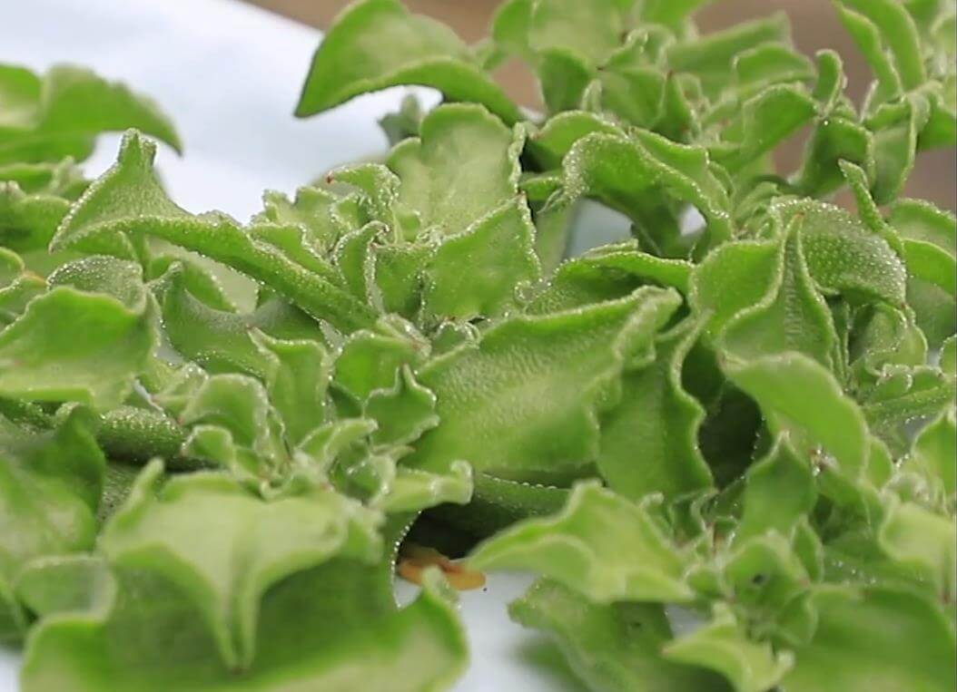 재배중인 생방송오늘아침 아이스플랜트